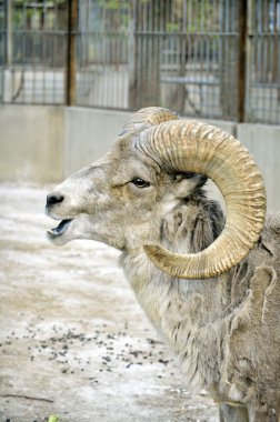 Argali clipart