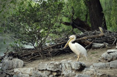 Spot-billed pelican clipart