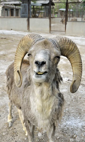 盘羊 — 图库照片
