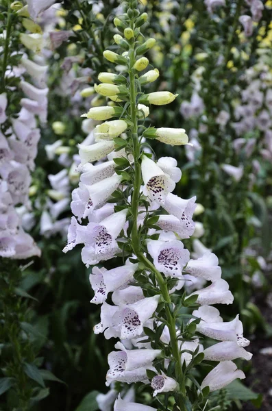 Lupinus polyphyllus