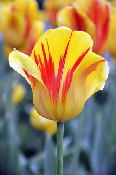 Gele en rode tulpen — Stockfoto