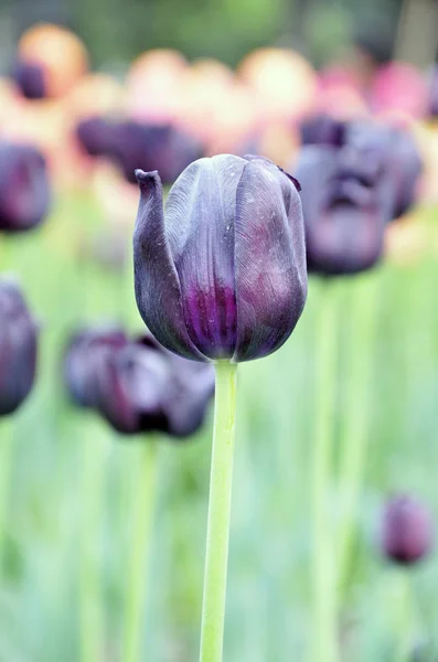 Tmavě fialové tulipány — Stock fotografie