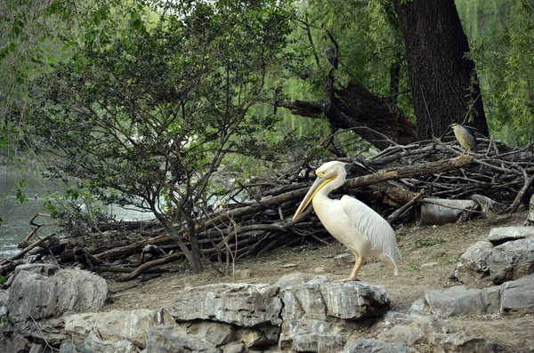 Pelicano de bico fino Imagens Royalty-Free