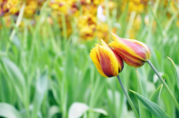 Miłośnicy tulipan — Zdjęcie stockowe