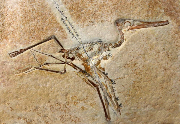 Pterodactylus elegans fossiele — Stockfoto