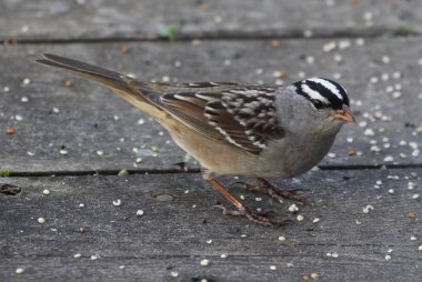 Foraging White-crowned Sparrow clipart