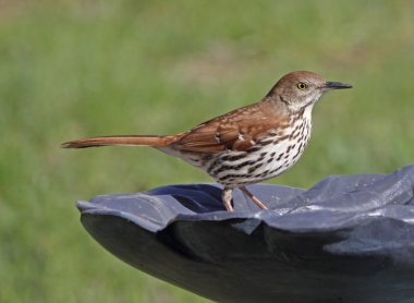 Standing Brown Thrasher clipart