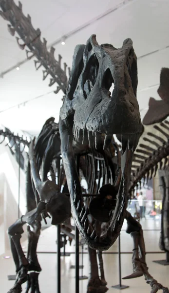 Hrozivé dinosaur kostra — Stock fotografie
