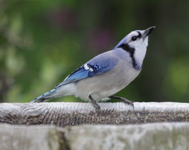 Drinking Blue Jay clipart