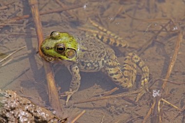 Northern Green Frog clipart