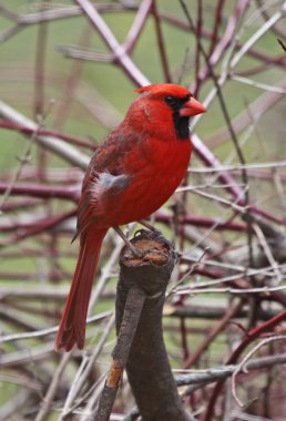 Northern Cardinal Profile clipart