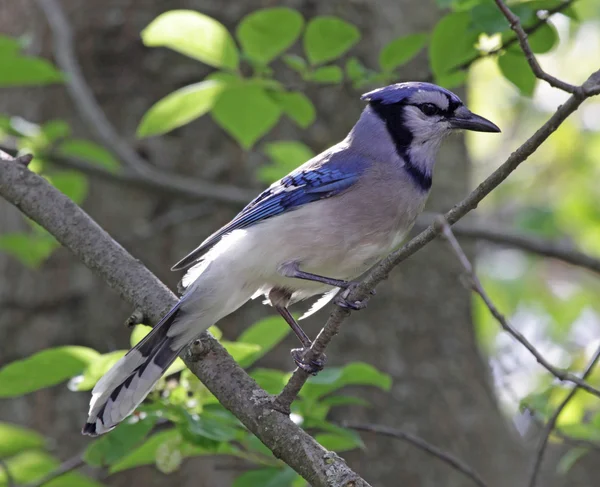 Blue Jay in a Tree — Stock Photo, Image