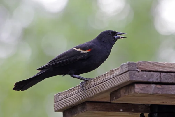 Pájaro negro alado rojo comiendo — Foto de Stock