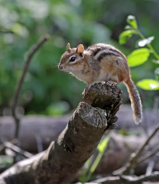 Wznosi wiewiórka — Zdjęcie stockowe