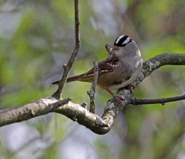 Posazený white – korunované sparrow — Stock fotografie
