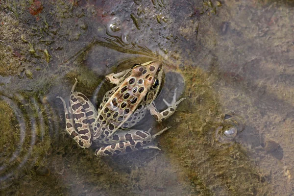 茶色の北のヒョウ カエル — ストック写真