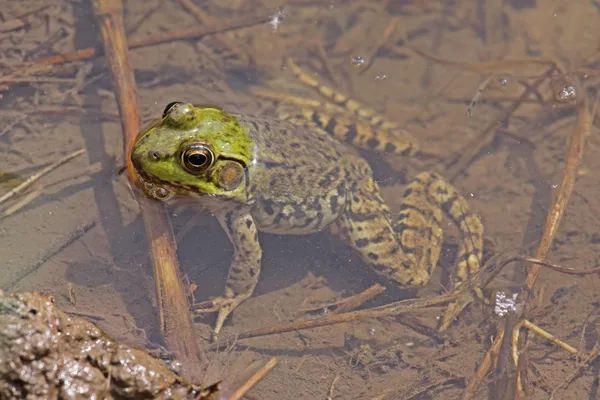 Północnej zielona żaba — Zdjęcie stockowe