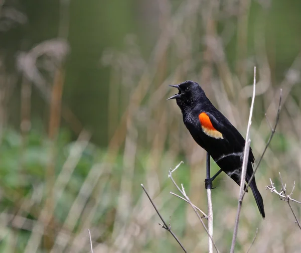 Şarkı söyleyen kırmızı kanatlı karatavuk — Stok fotoğraf