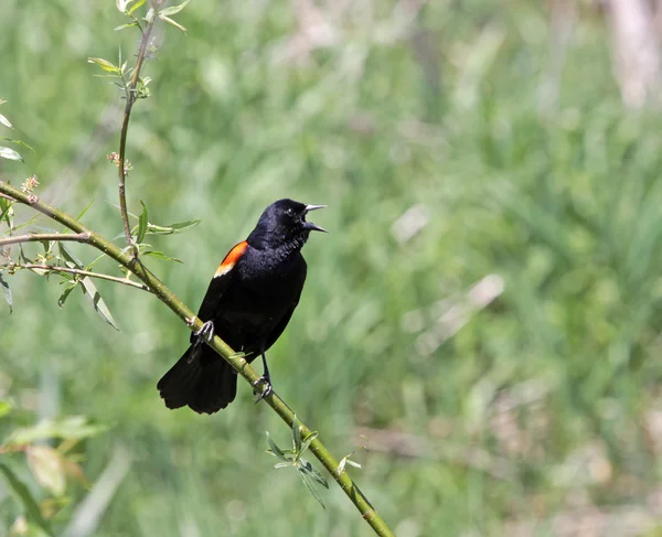 Краснокрылый чёрный дрозд — стоковое фото