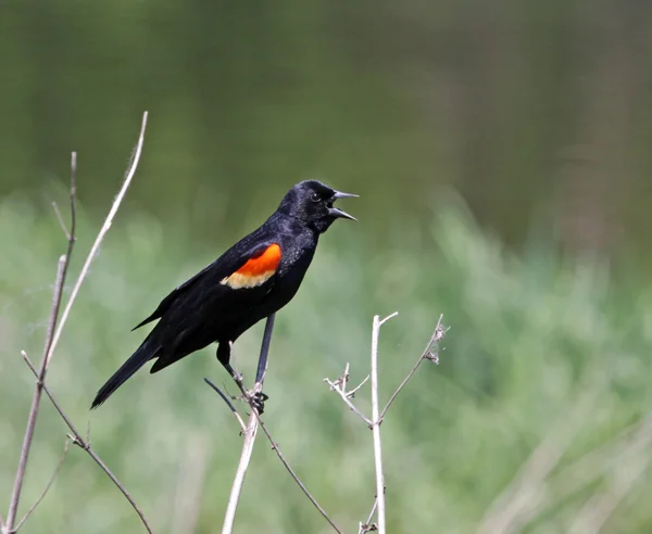 Pájaro negro alado rojo cantando — Foto de Stock
