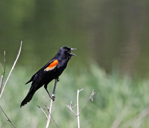 Asa-vermelha Blackbird Screeching — Fotografia de Stock