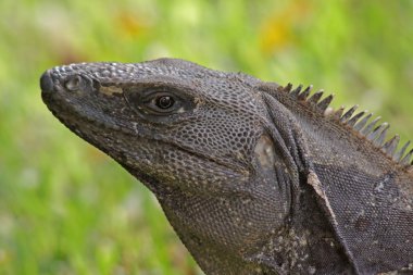 siyah iguana portre