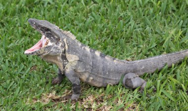 esneme iguana