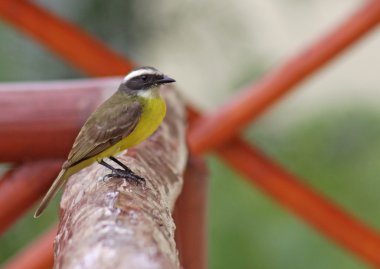 Sitting Social Flycatcher clipart