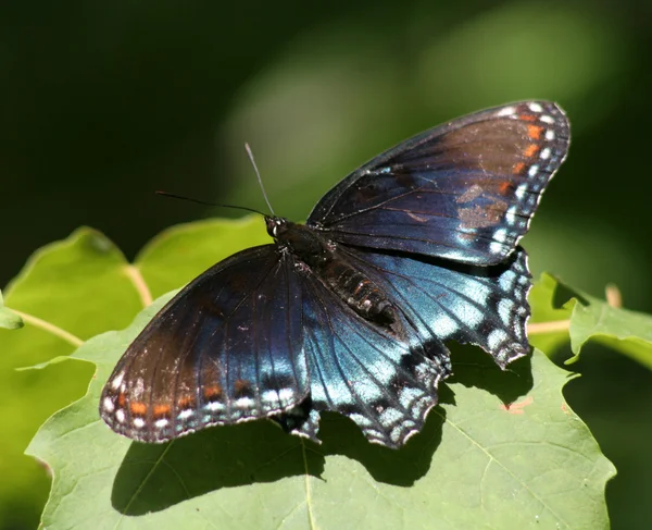 Red-spotted Purple Butterfly — Stock Photo, Image
