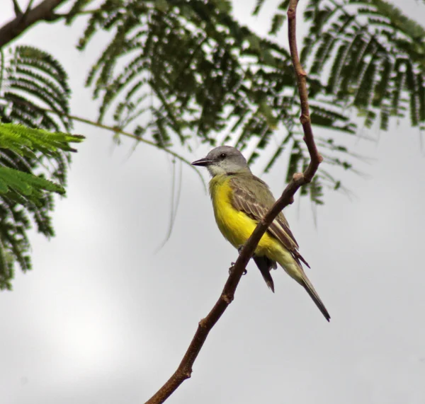 Tropik kingbird — Stok fotoğraf