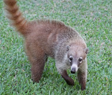 Coatimundi clipart