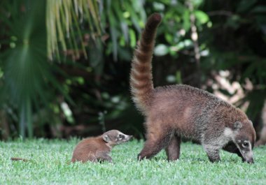 Baby Coati Following Mom clipart