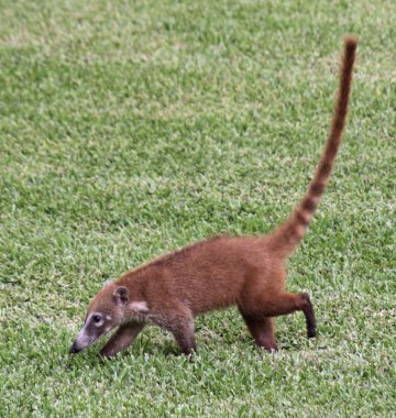 çim coati