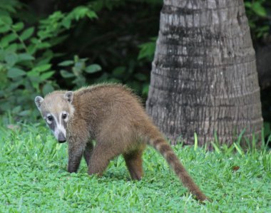 Young Coati clipart