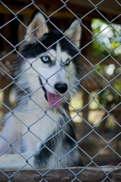 stock image Husky locked up