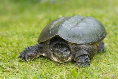 Snapping turtle clipart