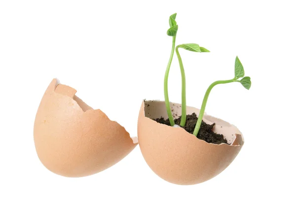 Fiatal növények a tojáshéjat — Stock Fotó