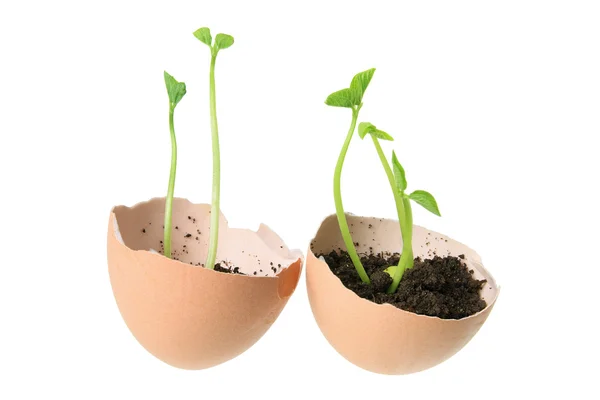 Young Plants in Egg Shells — Stock Photo, Image