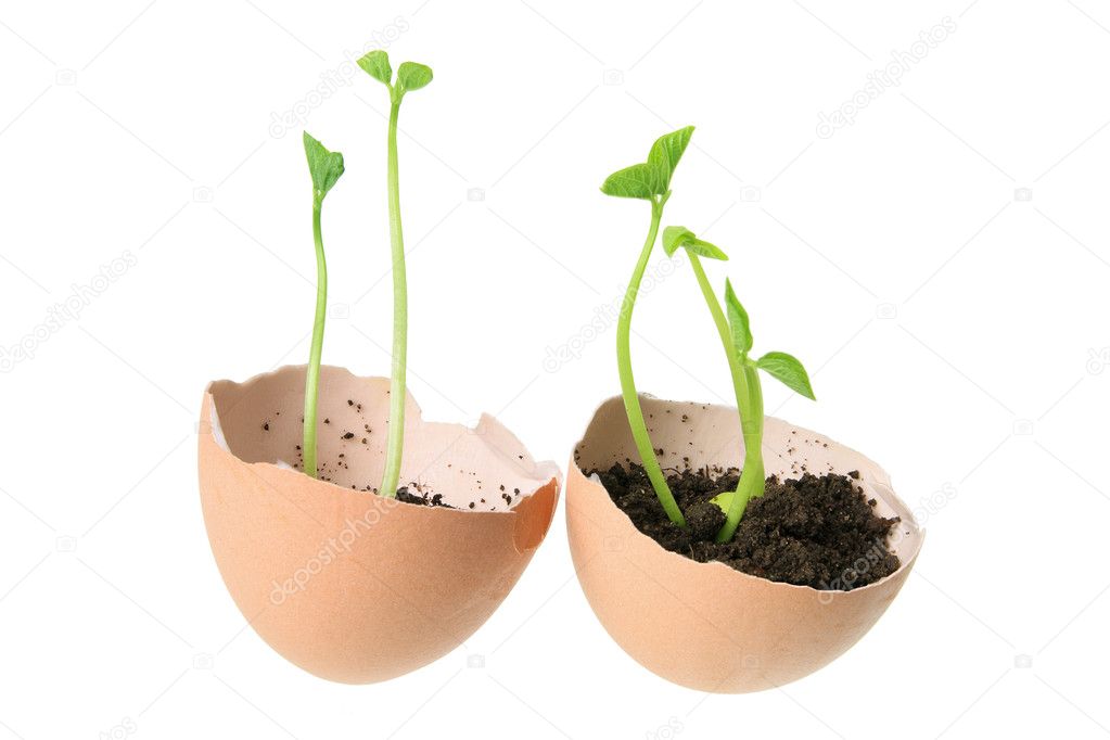Young Plants in Egg Shells