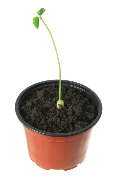 Jovem planta em vaso — Fotografia de Stock
