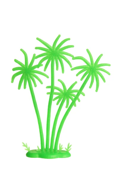 Миниатюрное пальмовое дерево — стоковое фото