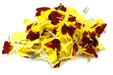 Marigold çiçek