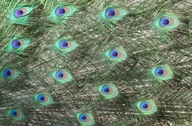 Peacock feather clipart