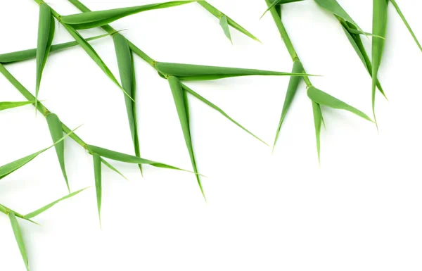 Ozdobny bambusowym liściu — Zdjęcie stockowe