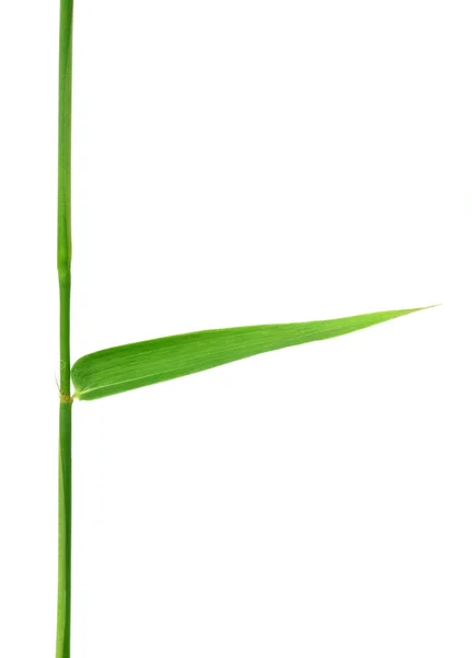 Декоративный бамбуковый лист — стоковое фото