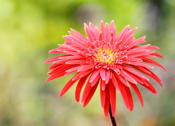 Gerbera Flower — Stock Photo, Image