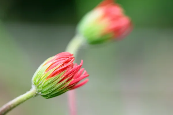 Flor de Gerbera —  Fotos de Stock