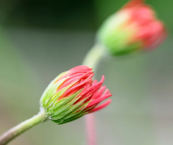 Gerbera blomma — Stockfoto
