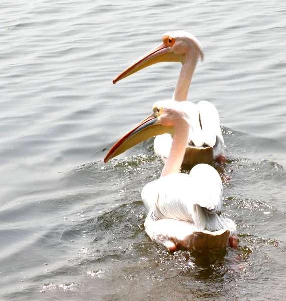 Dwie duże białe pelikany — Zdjęcie stockowe