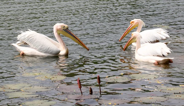 Trzy duże białe pelikany — Zdjęcie stockowe